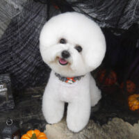 【山手店】2023年10月20日のワンちゃん達♪