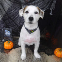 【山手店】2023年10月21日のワンちゃん達♪