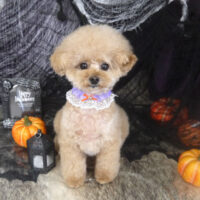 【山手店】2023年10月23日のワンちゃん達♪