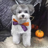 【山手店】2023年10月25日のワンちゃん達♪