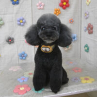 【山手店】2023年10月28日のワンちゃん達♪