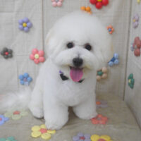 【山手店】2023年10月29日のワンちゃん達♪