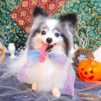 【池下店】2023年10月1日のワンちゃん達♪