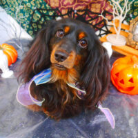 【池下店】2023年10月2日のワンちゃん達♪