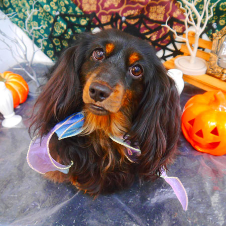 【池下店】2023年10月2日のワンちゃん達♪