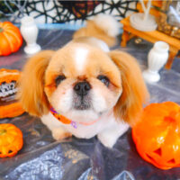 【池下店】2023年10月6日のワンちゃん達♪