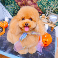 【池下店】2023年10月7日のワンちゃん達♪