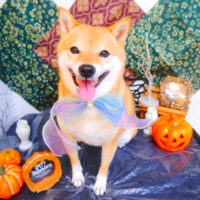 【池下店】2023年10月8日のワンちゃん達♪