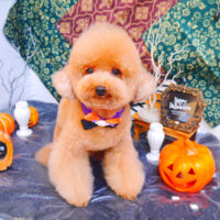 【池下店】2023年10月12日のワンちゃん達♪