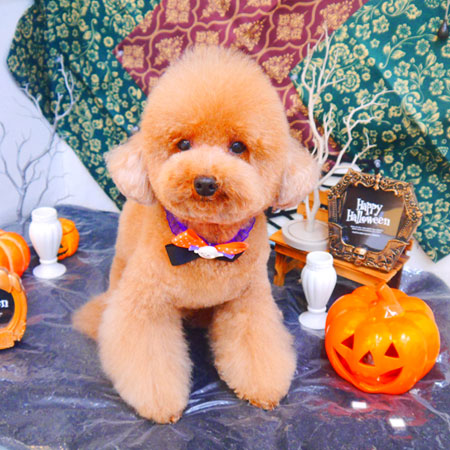 【池下店】2023年10月12日のワンちゃん達♪