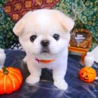 【池下店】2023年10月14日のワンちゃん達♪