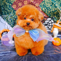 【池下店】2023年10月15日のワンちゃん達♪