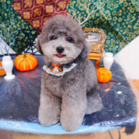 【池下店】2023年10月16日のワンちゃん達♪