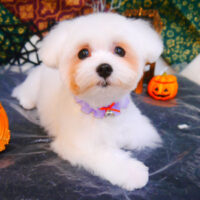 【池下店】2023年10月21日のワンちゃん達♪