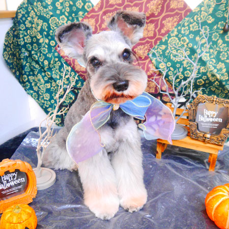 【池下店】2023年10月23日のワンちゃん達♪