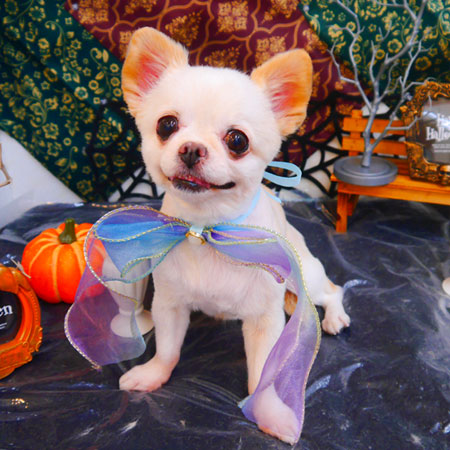 【池下店】2023年10月26日のワンちゃん達♪