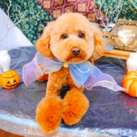 【池下店】2023年10月27日のワンちゃん達♪