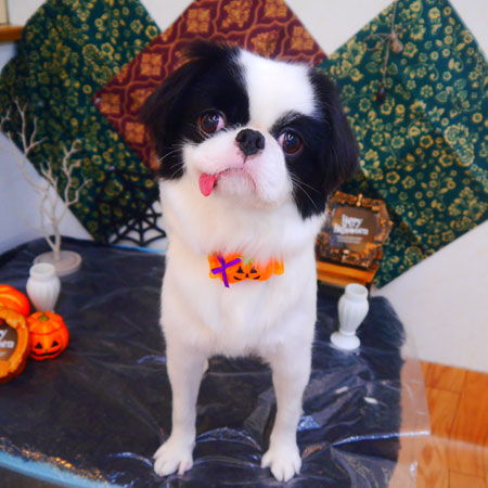 【池下店】2023年10月28日のワンちゃん達♪