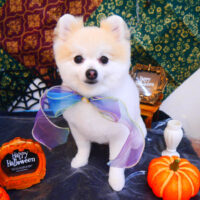 【池下店】2023年10月29日のワンちゃん達♪