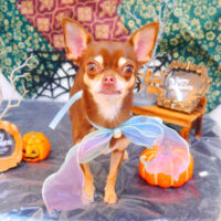 【池下店】2023年10月30日のワンちゃん達♪