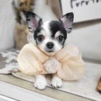 【本店】2023年11月10日のワンちゃん達♪