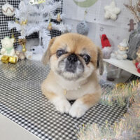 【本店】2023年11月30日のワンちゃん達♪