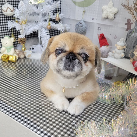 【本店】2023年11月30日のワンちゃん達♪