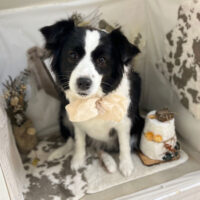 【本店】2023年11月9日のワンちゃん達♪