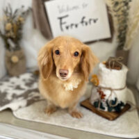 【本店】2023年11月11日のワンちゃん達♪