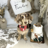 【本店】2023年11月24日のワンちゃん達♪