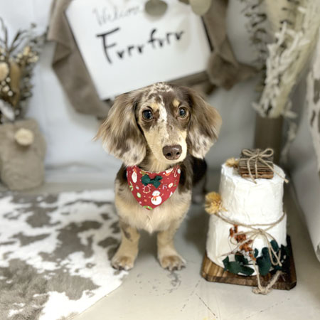 【本店】2023年11月24日のワンちゃん達♪