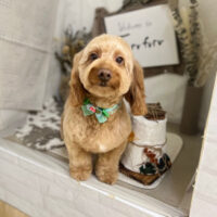 【本店】2023年11月13日のワンちゃん達♪