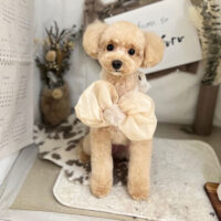 【本店】2023年11月18日のワンちゃん達♪