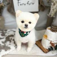 【本店】2023年11月27日のワンちゃん達♪