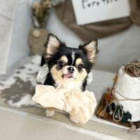 【本店】2023年11月29日のワンちゃん達♪