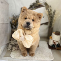 【本店】2023年11月20日のワンちゃん達♪