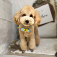 【本店】2023年11月3日のワンちゃん達♪