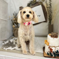 【本店】2023年11月4日のワンちゃん達♪