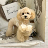 【本店】2023年11月17日のワンちゃん達♪