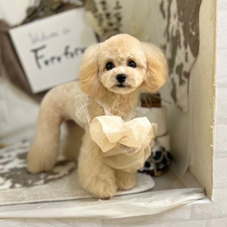 【本店】2023年11月17日のワンちゃん達♪