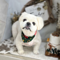 【本店】2023年11月25日のワンちゃん達♪