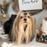 【本店】2023年11月26日のワンちゃん達♪