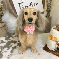 【本店】2023年11月2日のワンちゃん達♪