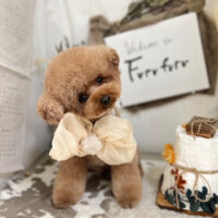 【本店】2023年11月5日のワンちゃん達♪