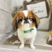 【本店】2023年11月6日のワンちゃん達♪