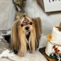 【本店】2023年11月12日のワンちゃん達♪