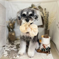 【本店】2023年11月16日のワンちゃん達♪