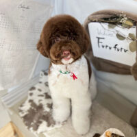 【本店】2023年11月23日のワンちゃん達♪