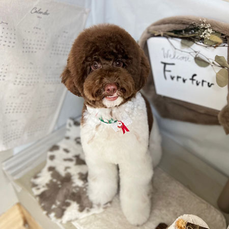 【本店】2023年11月23日のワンちゃん達♪