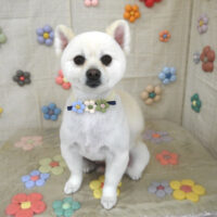 【山手店】2023年11月2日のワンちゃん達♪